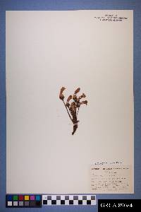 Orobanche fasciculata image